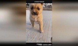 可爱小狗视频,小狗视频里的欢乐时光